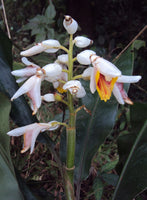 Graines de Gingembre, Alpinia Malaccensis