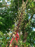 Graines Aechmea Bracteata