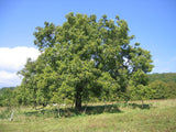 Graines de Noyer, Noyer commun, Juglans Regia