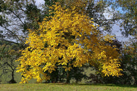 Graines de Noyer, Noyer commun, Juglans Regia