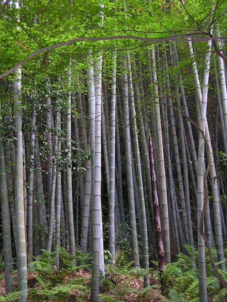 Graines Phyllostachys Edulis, Phyllostachys Pubescens Moso, Bambou Moso