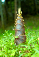 Graines Phyllostachys Edulis, Phyllostachys Pubescens Moso, Bambou Moso