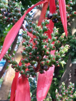 Graines Aechmea Bracteata