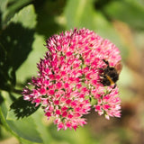 30 Graines d'Orpin, Sedum telephium