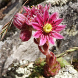 30 Graines Sempervivum arachnoideum, Joubarbe à toile d'araignée