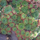 20 Graines Sempervivum tectorum, Joubarbe des toits