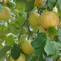 Graines de Pommier commun, Malus pumila