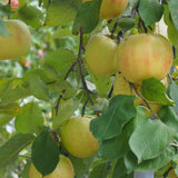 Graines de Pommier commun, Malus pumila