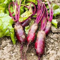 30 Graines de Betterave Rouge Cylindra, Beta vulgaris