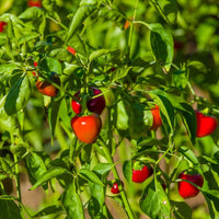 20 Graines de Piment épicé Koral, Piment rouge, Capsicum Annuum