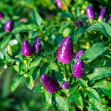 20 Graines de Petit Piment Bleu, Capsicum Annuum Dwarf Little Blue