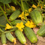 30 Graines de Concombre "Dar", Cucumis Sativus