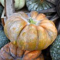 20 Graines de Courge Musquée "Muscade de Provence", Cucurbita Moschata Calabaza