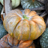 20 Graines de Courge Musquée "Muscade de Provence", Cucurbita Moschata Calabaza