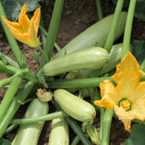 20 Graines de Courgette Bianca Di Trieste, Cucurbita Pepo