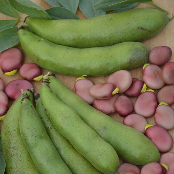 20 Graines de Fève Karmazyn, Vicia Faba