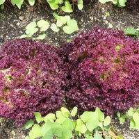 50 Graines de Laitue Lollo Rossa, Lactuca Sativa