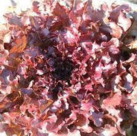 50 Graines de Laitue Salad Bowl Rouge, Lactuca Sativa