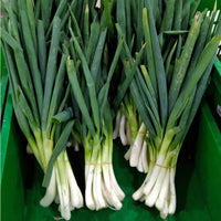 50 Graines de Oignon Poireau Ishikura Long White, Allium fistulosum