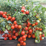 20 Graines de Tomate Cherry Maskotka, Solanum lycopersicum