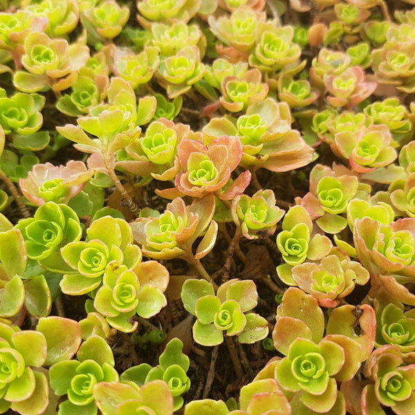 30 Graines Sedum Spurium Summer Glory