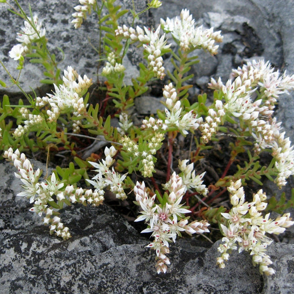 30 Graines Sedum pulchellum