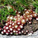 30 Graines Sempervivum arachnoideum, Joubarbe à toile d'araignée