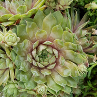 20 Graines Sempervivum tectorum, Joubarbe des toits