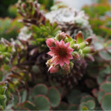 10 Graines Sempervivum montanum, Joubarbe des montagnes