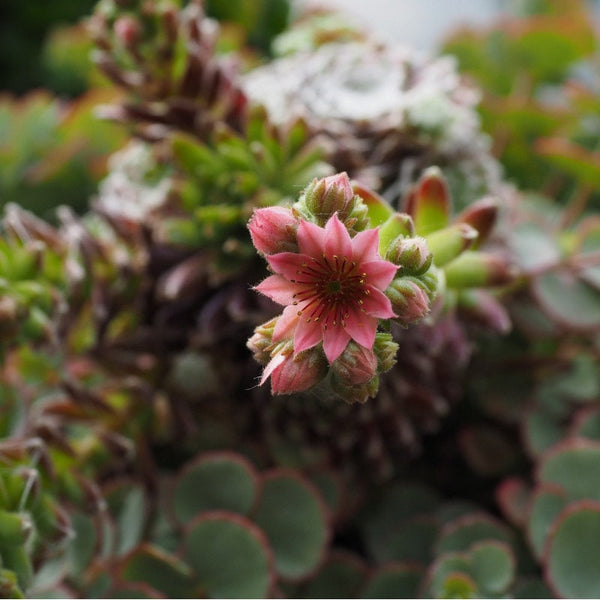 10 Graines Sempervivum montanum, Joubarbe des montagnes