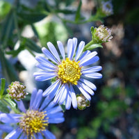 Graines de Aster Amellus "Rudolf goethe", Aster d'Italie