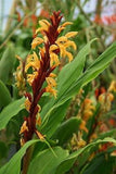 Graines de Cautleya Spicata, Gingembre de l'Himalaya