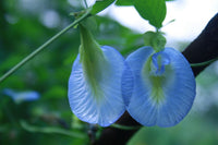 Graines de Pois Bleu, Clitoria ternatea