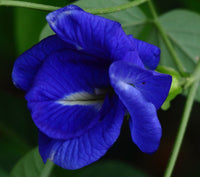 Graines de Pois Bleu, Clitoria ternatea