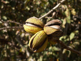 Graines de Pacanier, Carya illinoinensis, Noyer de Pécan