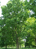 Graines de Pacanier, Carya illinoinensis, Noyer de Pécan