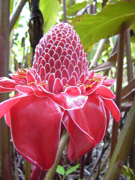 Graines de Etlingera elatior Rose, Rose de porcelaine, Gingembre Tropical Rose