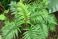 Graines de Chamaedorea elegans, Chamédoré Elegans