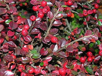 Graines de Cotoneaster horizontalis, cotonéaster horizontal