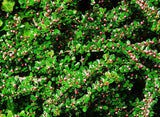 Graines de Cotoneaster horizontalis, cotonéaster horizontal