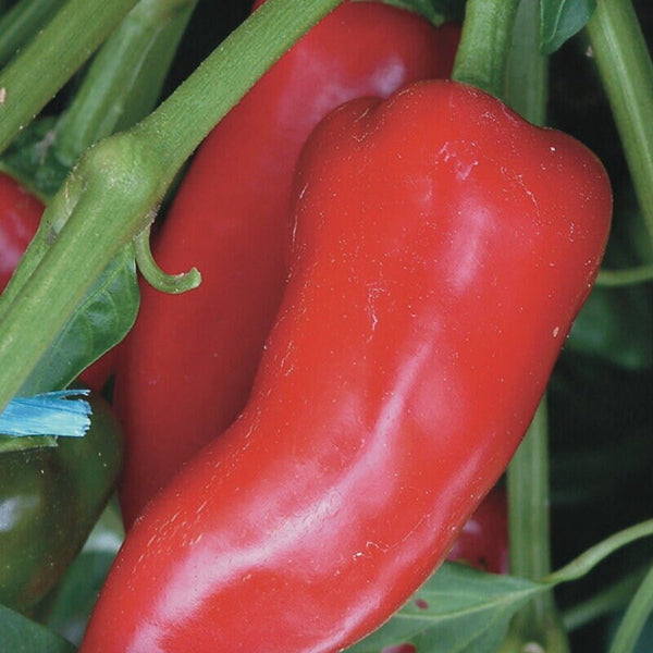 20 Graines de Piment Fresno, Capsicum