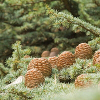 Graines de Cedrus Deodora, Cèdre de l'Himalaya