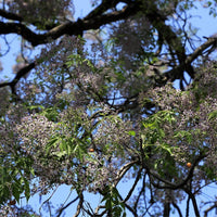 Graines de Melia Azedarach, Lilas des Indes