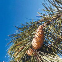 Graines de Pinus Nigra Salzmannii, Pin Noir d'Espagne