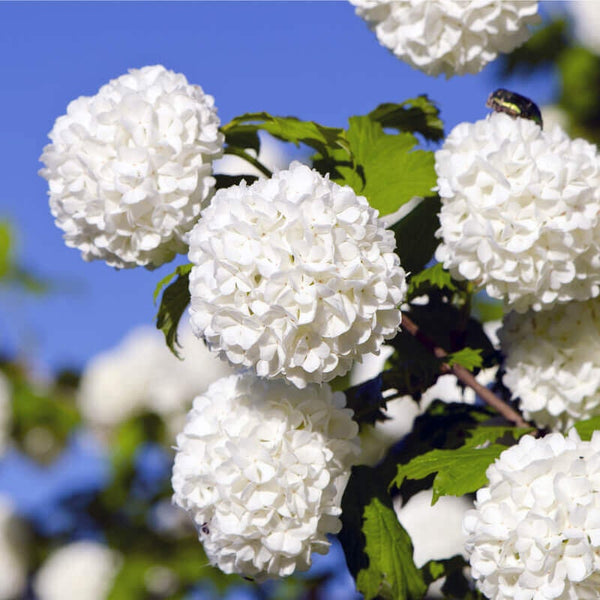 Graines de Viburnum Opulus, Viorne Obier