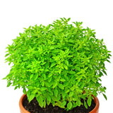 100 Graines de Basilic "Palla Compatto", Ocimum Basilicum