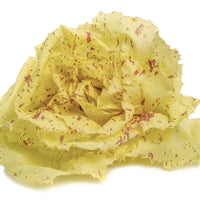 100 Graines de Chicorée Variegata Di CastelFranco