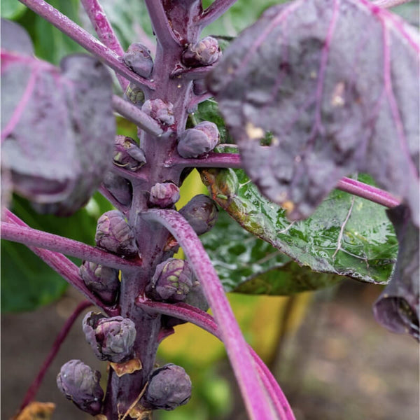 50 Graines de Chou de Bruxelles Rouge, Brassica Oleracea var. Gemmifera