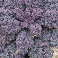 50 Graines de Chou Kale Scarlet, Brassica Oleracea