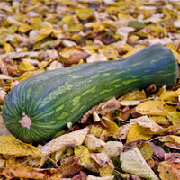 20 Graines de Courge Pleine de Naples, Courge Musquée "Lunga Piena Di Na"